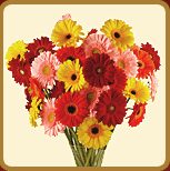 Gerbera in Vases