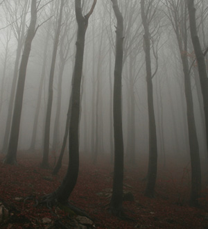 Pellentesque habitant morbi tristique senectus et netus et malesuada fames ac turpis egestas. Vestibulum tortor quam, feugiat vitae, ultricies eget, tempor sit amet, ante. Donec eu libero sit amet quam egestas semper.