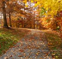 The Road