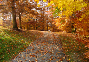 The Road