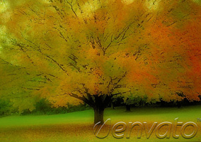 Big Tree