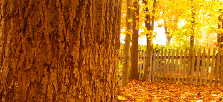Yellow Leaves