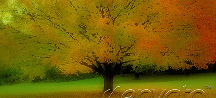 Big Tree