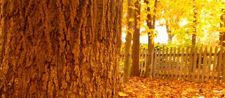 Yellow Leaves