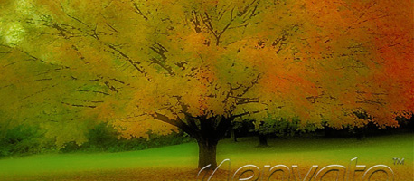 Big Tree